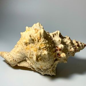 Pacific Bursa Bobo Frog Shell Seashell 6 inches